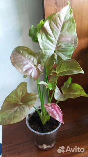 Сингониумы сортовые-2