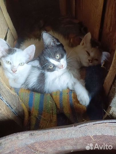 Котята в добрые руки