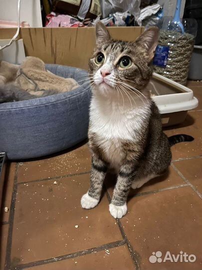 В Добрые руки, кошечку Масю