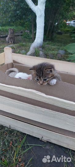 Отдам котят в добрые руки