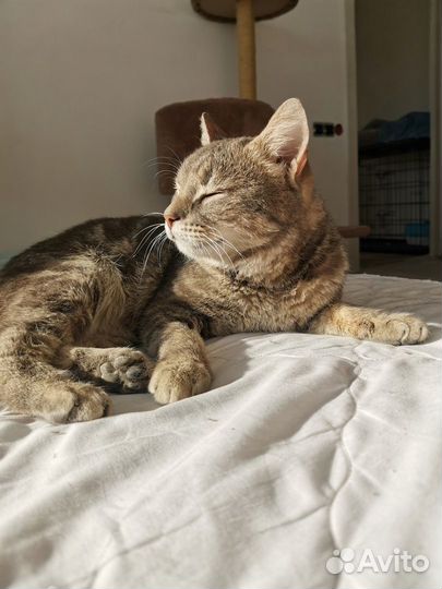 Серый котик с коротким хвостиком ищет дом