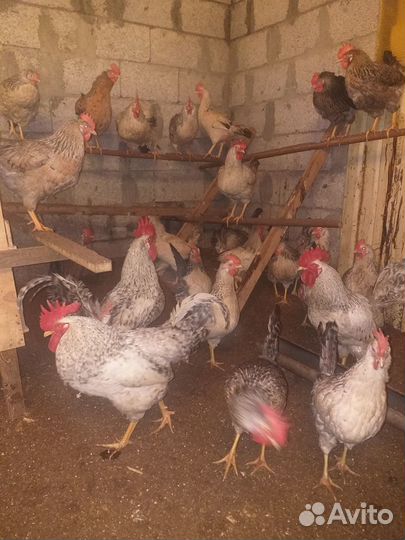 Инкубационное яйцо суточные цыплята