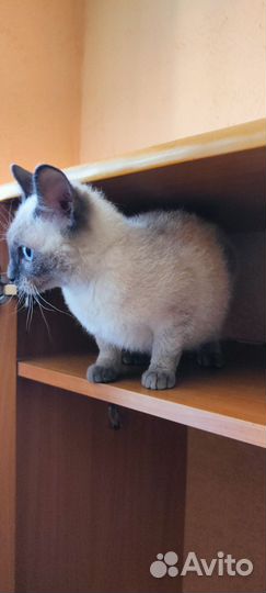 Кошечка аля - Тайская очень мелкая