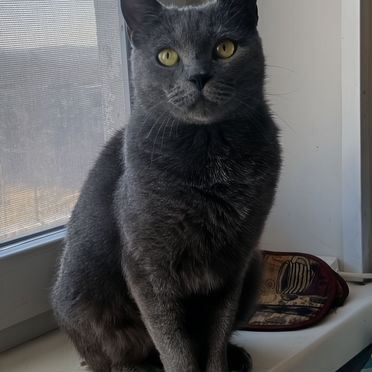 Картезианская, взрослая кошка