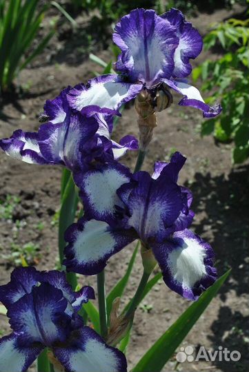 Сортовый Ирис (корни)