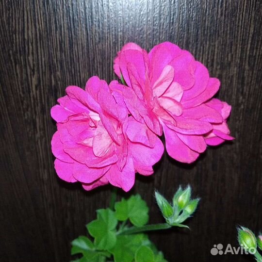 Плющелистная пеларгония / укорененные черенки