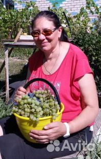 Саженцы сладкого винограда