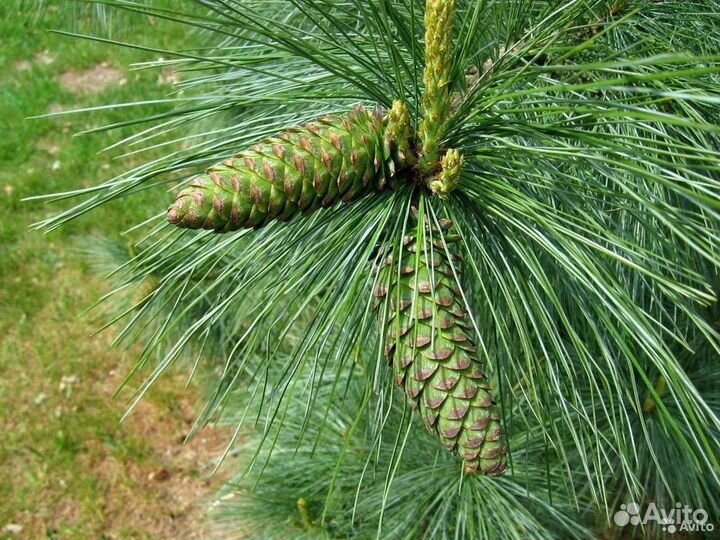 Сосна веймутова