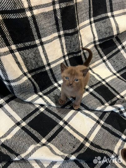 Бурманские котята соболя