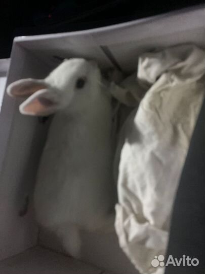 Декоративные кролики