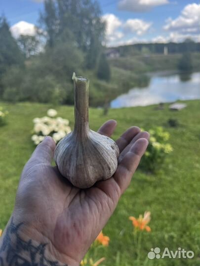 Чеснок зимний
