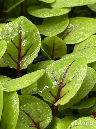 Зелень Микрозелень