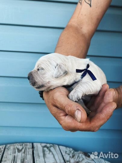 Щенки ретривера