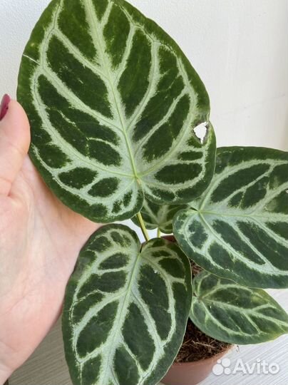 Антуриум Silver Blush