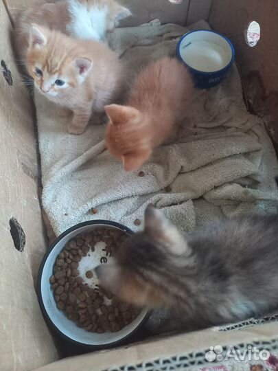 Отдадим котят