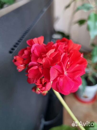 Пеларгония герань красная махровая