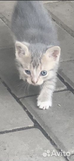 Котята бесплатно