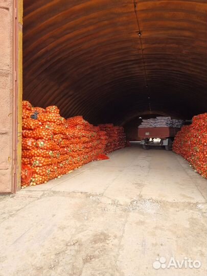 Лук оптом со склада