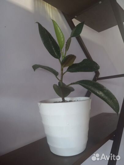 Фикус в ассортименте