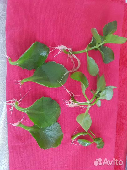 Гибискус, клеродендрум Томпсона, диффенбахия, трад