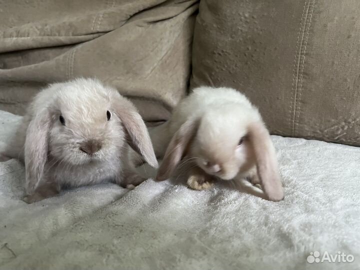 Декоративные кролики