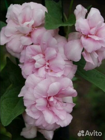 Калистегия махровая