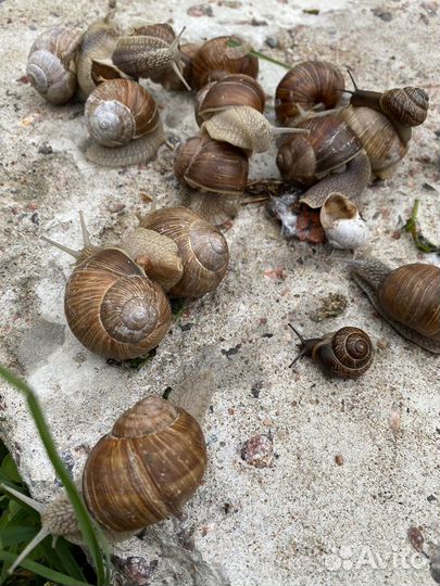 Улитки виноградные