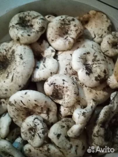 Грибы Грузди