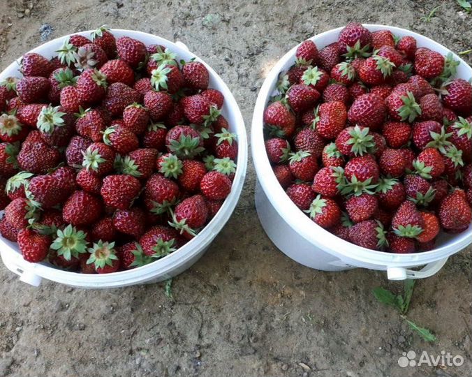 Клубника домашняя Земляничный сладкий сорт