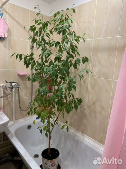 Фикус бенджамина большой