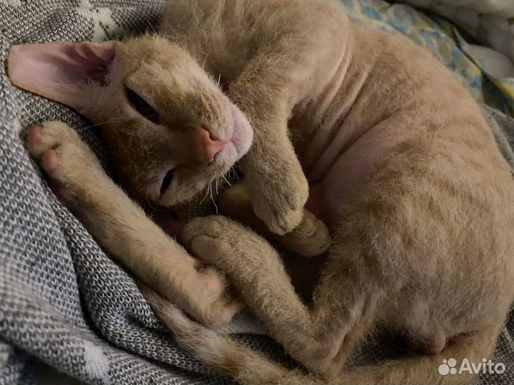 Донской сфинкс браш