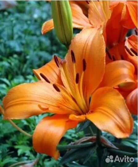 Тигровая лилия