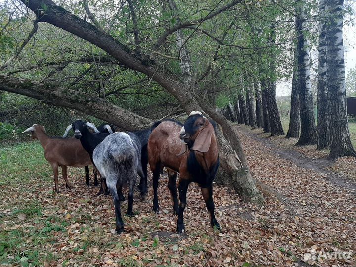 С/х животные