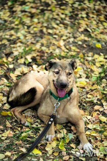Маленькая собачка в добрые руки из приюта