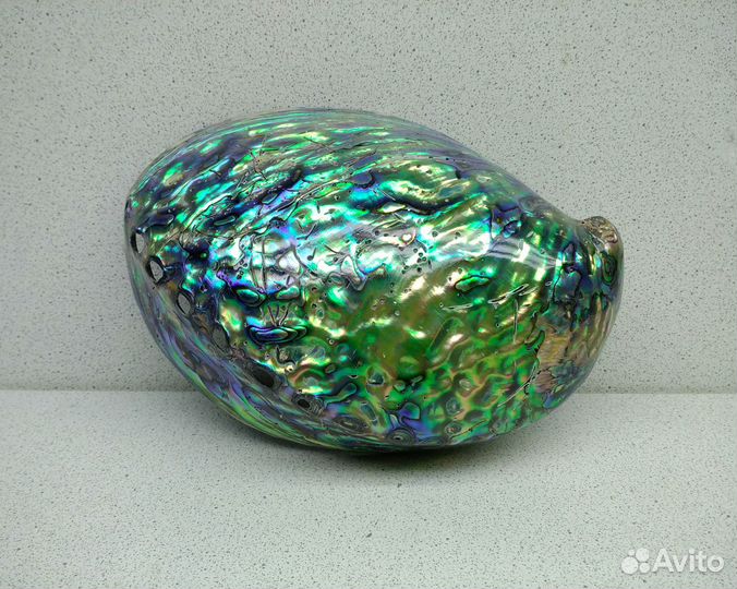 Халиотис Ирис 14,8 морская ракушка раковина