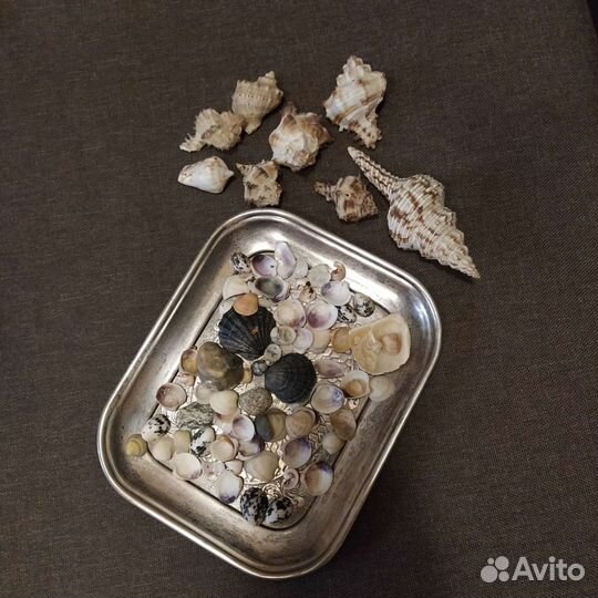 Морские ракушки