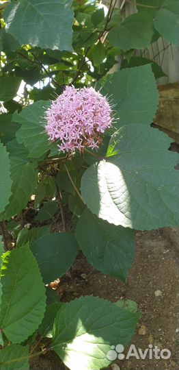 Клеродендрум бунге(Мексиканская гортензия)