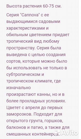 Цветы комнатные, канна