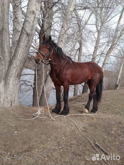 Продам жеребца
