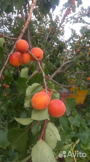 Абрикосы