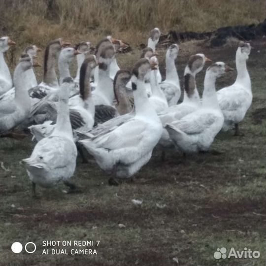 Гуси Холмогоры