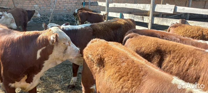 Бычки и тёлки в наличии