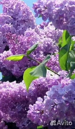 Жасмин (чубушник),сирень белая, фиолетовая, сперея