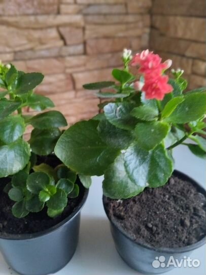 Комнатные многолетние цветы