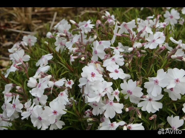Флокс шиловидный, бадан, ветреница