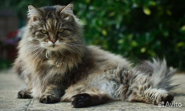 Кот сибирской породы
