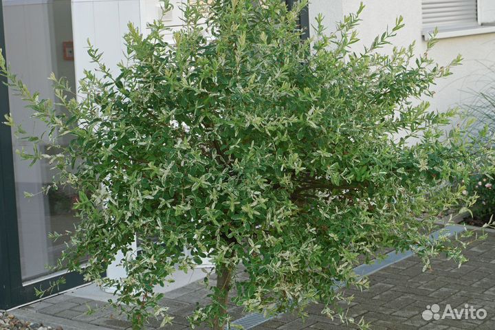 Ива Триколор и ива Хакуро Нишики