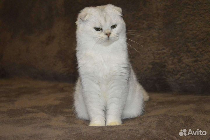 Шотландская кошечка