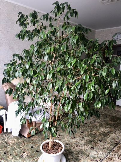 Фикус бенджамина большой