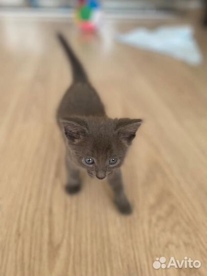 Котенок серый мальчик